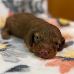 Copper - Chocolate and tan male Dachshund puppy in Hope, Arkansas from JK Kennel