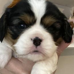 Girl 2 - Cavalier King Charles Spaniel puppy in Georgia from Southern Bred Cavaliers
