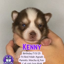 Kenny - Red and white male Pomsky puppy in Humeston, Iowa from M.A.R. Dogs