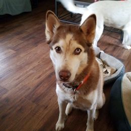 Siberian Huskies from Sasha's Legacies