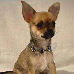 Rutti - Chihuahua