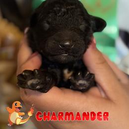Charmander - Black male Poodle puppy in Ephrata, Washington from NCR Ranch