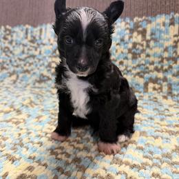 Harry - Black male Chinese Crested puppy in Aberdeen, Idaho from Willow Creek Cresteds