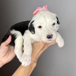 Pink collar - Black and white female Sheepadoodle puppy in Camden, North Carolina from Luv My Doodle