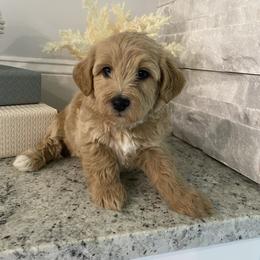 Jake - Cream male Havapoo puppy in Dothan, Alabama from Leo’s Teddy Bear doodles