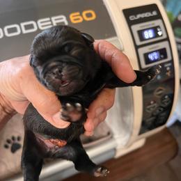 Girl 1 - Black female Pug puppy in Checotah, Oklahoma from Baxter Family Pugs