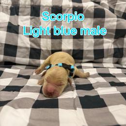 Light blue - Golden male Golden Retriever puppy in Salt Lake City, Utah from Soaring golden retrievers