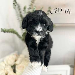 Cedar - Black and chalk male Australian Labradoodle puppy in Palmdale, California from Heavenly Doodles