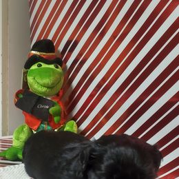 Shih Tzu Puppies from Furever Hometown Shih Tzu