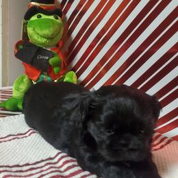 Shih Tzu Puppies from Furever Hometown Shih Tzu