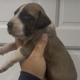 Tyson James - Fawn male Great Dane puppy in Florida from Beachside Kennels