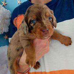 Ivy - Red merle female Aussiedoodle puppy in Prescott Valley, Arizona from Ramirez Family Doodles