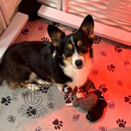 Boy 1 - Gray and white male American Corgi puppy in Hico, Texas from Chisholm Trail Kennels