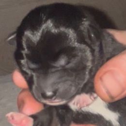 AKC B:T F - Black and tan female Shiba Inu puppy in Clewiston, Florida from Animal Farm Shiba Inus & Mameshibas