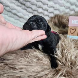 Hot pink collar - Black female Cane Corso puppy in Fritch, Texas from Carrie Brown's Cane Corsos