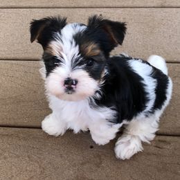 Biewer Terrier and Yorkshire Terrier Puppies from Wisteria Yorkies