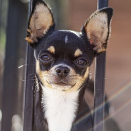 Chihuahuas from Spellbound Chihuahuas