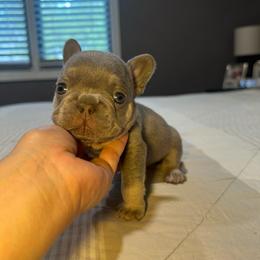 Bluey - Blue male French Bulldog puppy in Bolingbrook, Illinois from Flores Frenchies