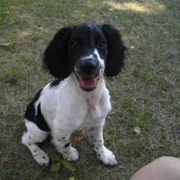English Springer Spaniel Puppies from Sandhill Kennel