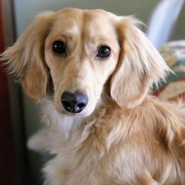 Golden Retrievers from Sunwell Golden Retrievers