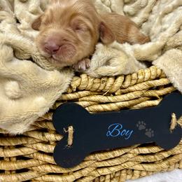 Boy 5 - Caramel cream male Australian Labradoodle puppy in Sacramento, California from Delta Breeze Labradoodles