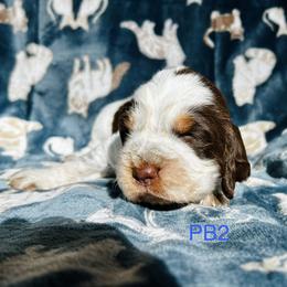 PB2 - Tri-Roan male English Springer Spaniel puppy in Britton, South Dakota from K&S Canines