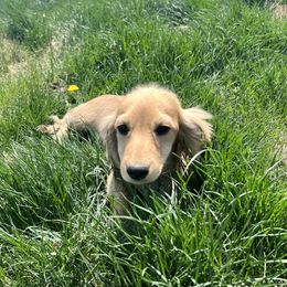 Dachshund Puppies from Loveland Doxies