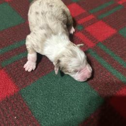 Red Merle - Red merle male Australian Shepherd puppy in Saratoga Springs, New York from Rock Springs Australian Shepherds