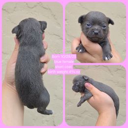Blue f - Blue female Chihuahua puppy in Vineland, New Jersey from Royal Companion's