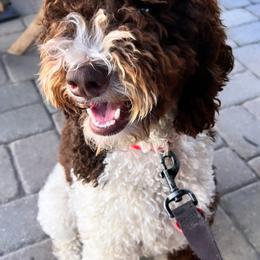 GG - Poodle