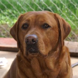 Sydney - Labrador Retriever