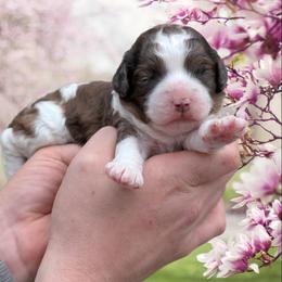 Abigail - Merle female Cavapoo puppy in Coshocton, Ohio from Forever Family Puppies