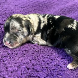 Girl 3 - Miniature Australian Shepherd puppy in Buchanan, Georgia from Stanleyville Farm Mini Aussies