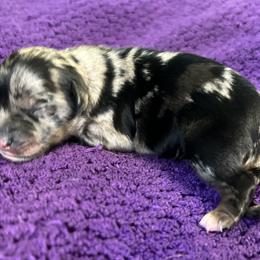 Girl 3 - Miniature Australian Shepherd puppy in Buchanan, Georgia from Stanleyville Farm Mini Aussies