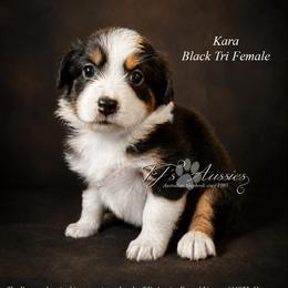 Kara - Black tri female Miniature Australian Shepherd puppy in Mechanicsburg, Pennsylvania from TJ's Aussies