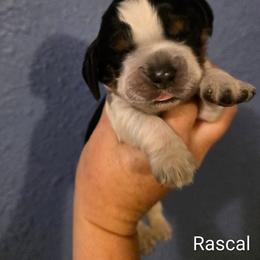 Rascal - Tri-Roan male English Springer Spaniel puppy in Lake City, Florida from Thunderbird Springers