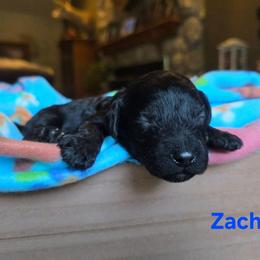 Zach - Black male Cavapoo puppy in Blackfoot, Idaho from Draper Mountain Doodles