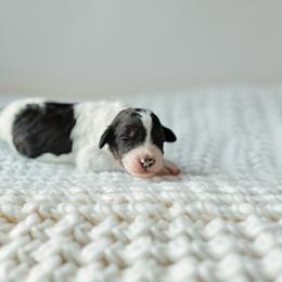 Shock - Black and white male Aussiedoodle puppy in Inman, South Carolina from Dark Corner Doodles