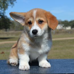 Kiara - Red female Pembroke Welsh Corgi puppy in Edna, Texas from MG Corgis