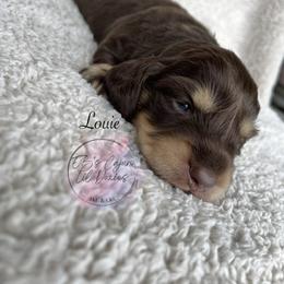 Louie - Chocolate and cream male Dachshund puppy in Gray, Louisiana from EB's Cajun Lil' Doxies