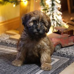 Rosie - Red female Whoodle puppy in West Bend, Iowa from Blue Skies Terriers