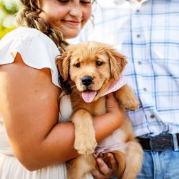 Australian Shepherd and Golden Retriever Puppies from Happy Valley Farms