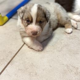Australian Shepherd Puppies from Bullet & Whiskey’s Pups