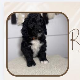 Ruby - Black female Bernedoodle puppy in Bellevue, Iowa from Blended Acres & Kennels
