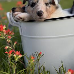 Collie Puppies from EverHeart Collies