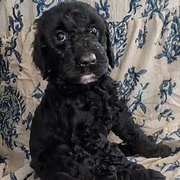 Bellatrix - Black female Sheepadoodle puppy in Austin, Texas from Darling Doodles