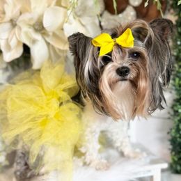 Skittles - Yorkshire Terrier