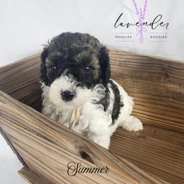 Cockapoo, Goldendoodle, and Poodle Puppies from Lavender poodles & doodles