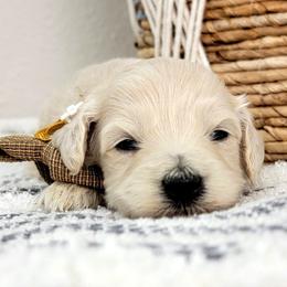 Hero - Cream female Goldendoodle puppy in Temecula, California from Oodles O'Doodles