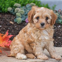 Amber - Red female Cavapoo puppy in Gap, Pennsylvania from Country View Puppies ( License 18816)
